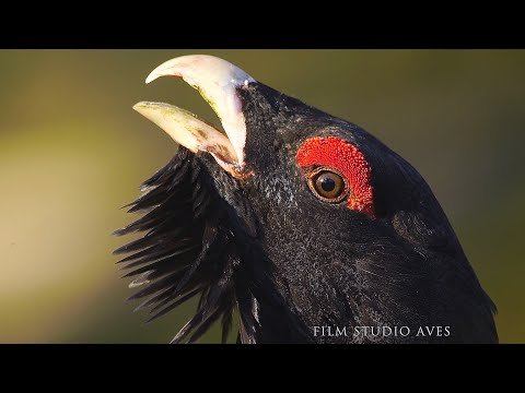 Глухарь - птица 2020 года (Tetrao Urogallus) | Film Studio Aves