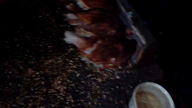 Когда кормить кур после того как они проснулись