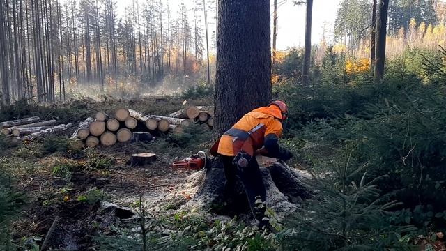 TOP VIDEO 2021, Garden and Forest , Lumberjack Little Harvester ,Chainsaw Husqvarna 560 XP смотреть онлайн