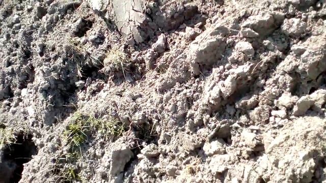 Экстрим на минитракторе   Разработка целины . Extreme On The Minitractor