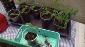 Огурцы тянутся! Что делать?