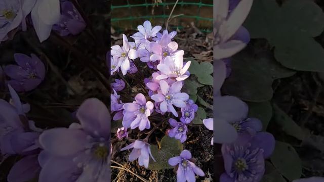 Первый весенний цветок - печеночница благородная смотреть онлайн