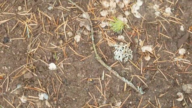 I was gifted a crow feather! Also collecting some usnea moss смотреть онлайн