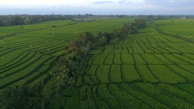 'Sound of the village in middle java Indonesia' official release | 6 minutes of relaxing village смотреть онлайн