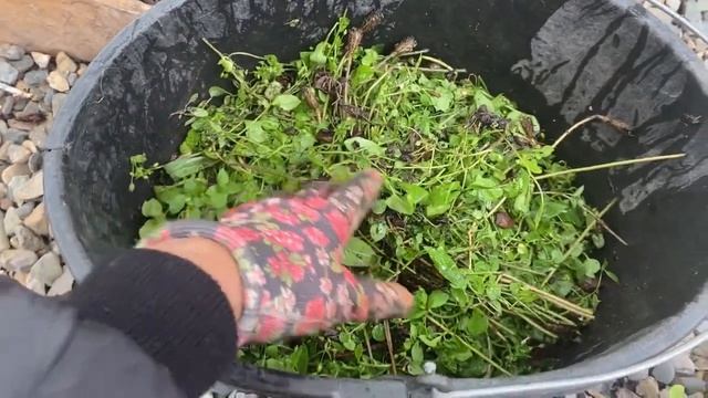 Мульчирование. Один из эффективных способов. смотреть онлайн