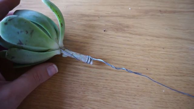 Cómo hacer un ramo de novia con suculentas. ¡Tutorial fácil! 👰🌵💐 смотреть онлайн