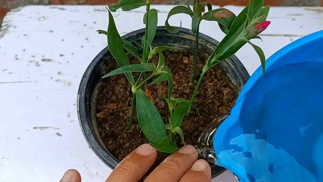 How to grow dianthus plant | dianthus propagation from cuttings | Dianthus plant care смотреть онлайн