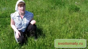 Подорожник.   Лечебные свойства подорожника.