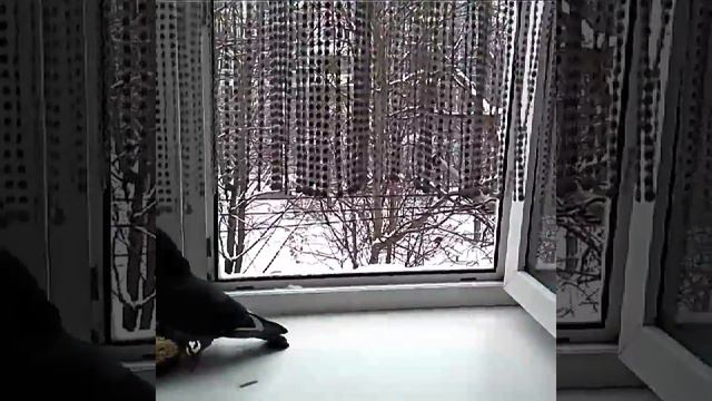 В Краснодар пришла зима.) смотреть онлайн