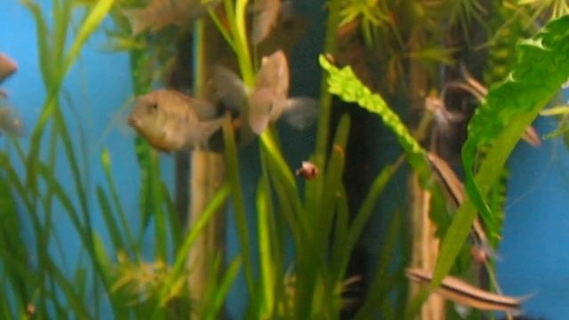 Geophagus steindachneri смотреть онлайн