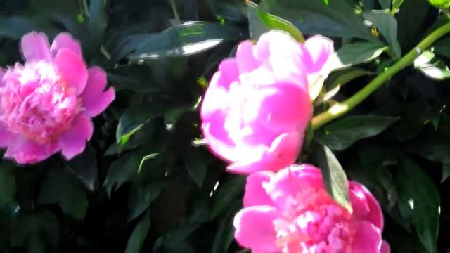 Футаж - розовые пионы смотреть онлайн