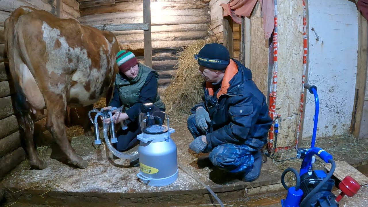 Дойка коровы доильным аппаратом Фермер и его обзор! смотреть онлайн