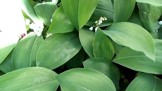 Ландыш майский. смотреть онлайн