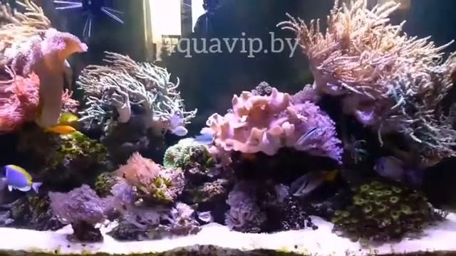 Морской аэквариум с мягкими кораллами. Саркофитон. Синулярия. Ксения. Зоантусы. смотреть онлайн