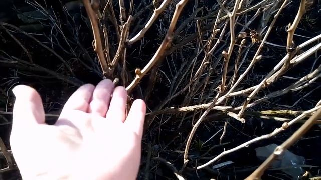 Пион древовидный в начале весны, обрезка,мульчирование,первая обработка смотреть онлайн