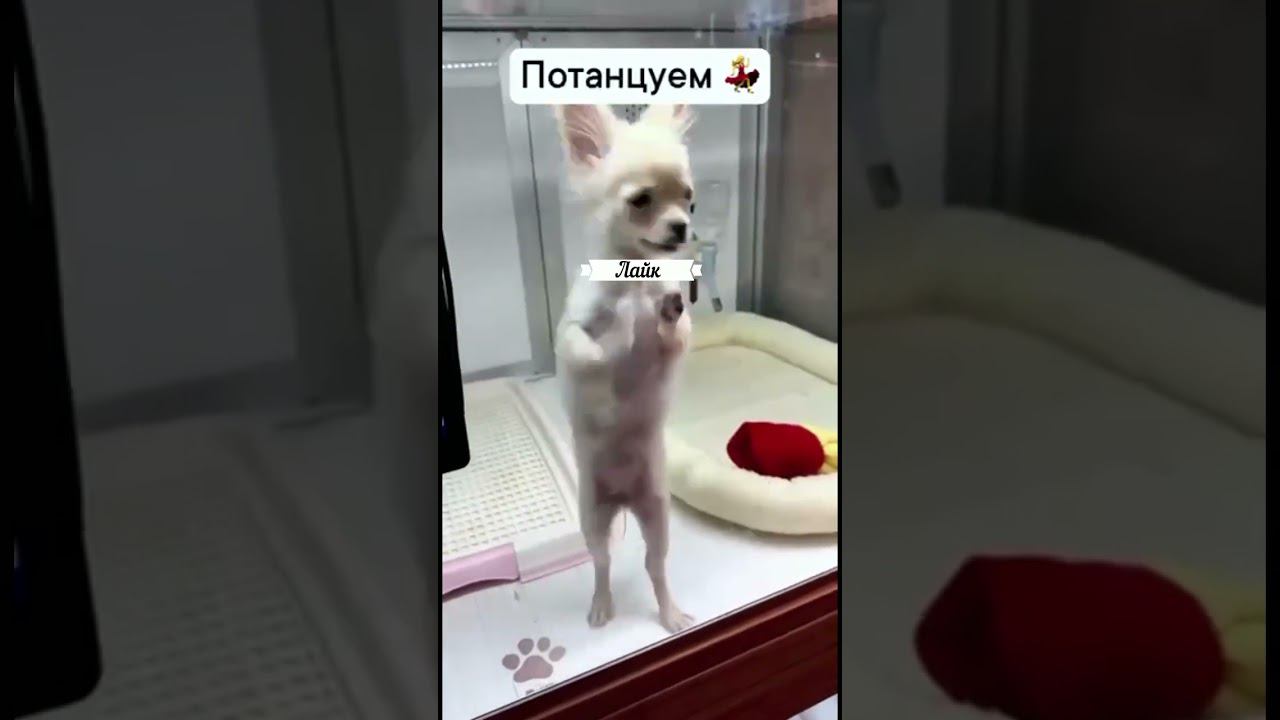 Танцуй со мной! ))) смотреть онлайн