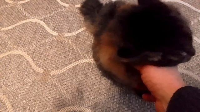 Кот Марс. Потягушки. Почесал за ушком. Забыл слова. смотреть онлайн