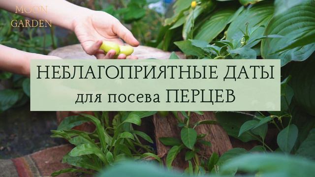 ПЕРЕЦ: Лунный Посевной Календарь на Февраль 2024 год! Когда сеять / сажать семена перцев на рассаду смотреть онлайн