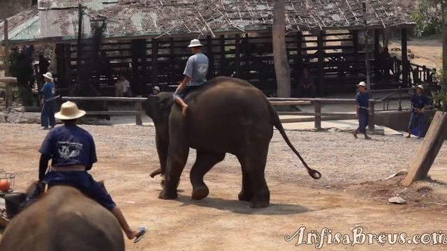 Королевство Таиланд. Maesa Elephant Camp. Футбол. смотреть онлайн