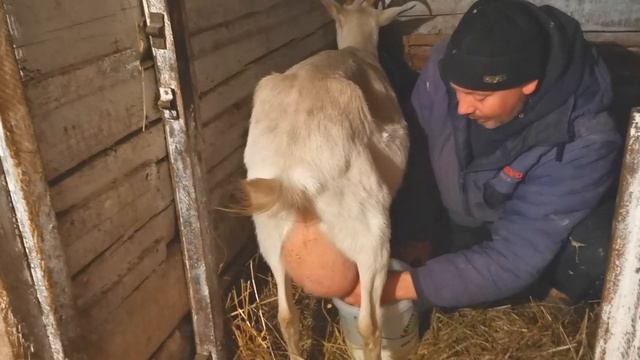 Первый раз в жизни дою козу. Нет ничего невозможного. "Мое Подворье" смотреть онлайн