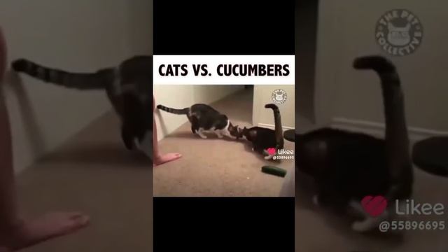 ?СМОТРЮ СМЕШНЫХ КОТИКОВ (ЖИВОТНЫХ) ЙООООУУУ? смотреть онлайн