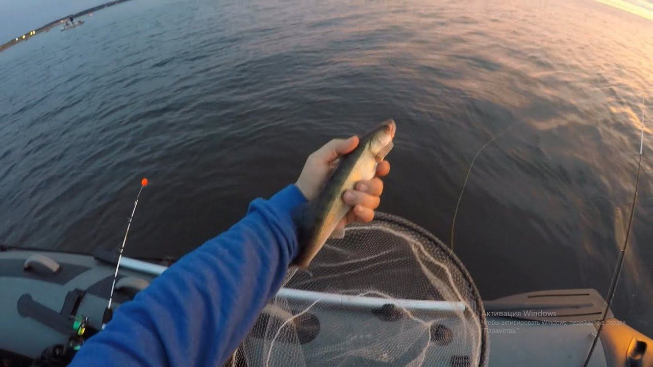 Чехонь и судак на финском заливе Июль 2020