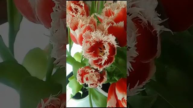 Тюльпаны смотреть онлайн