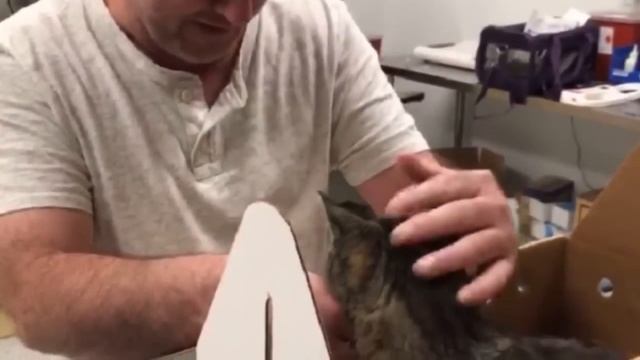 19-летний кот обнимал лапами хозяина, которого не видел 7 лет! смотреть онлайн