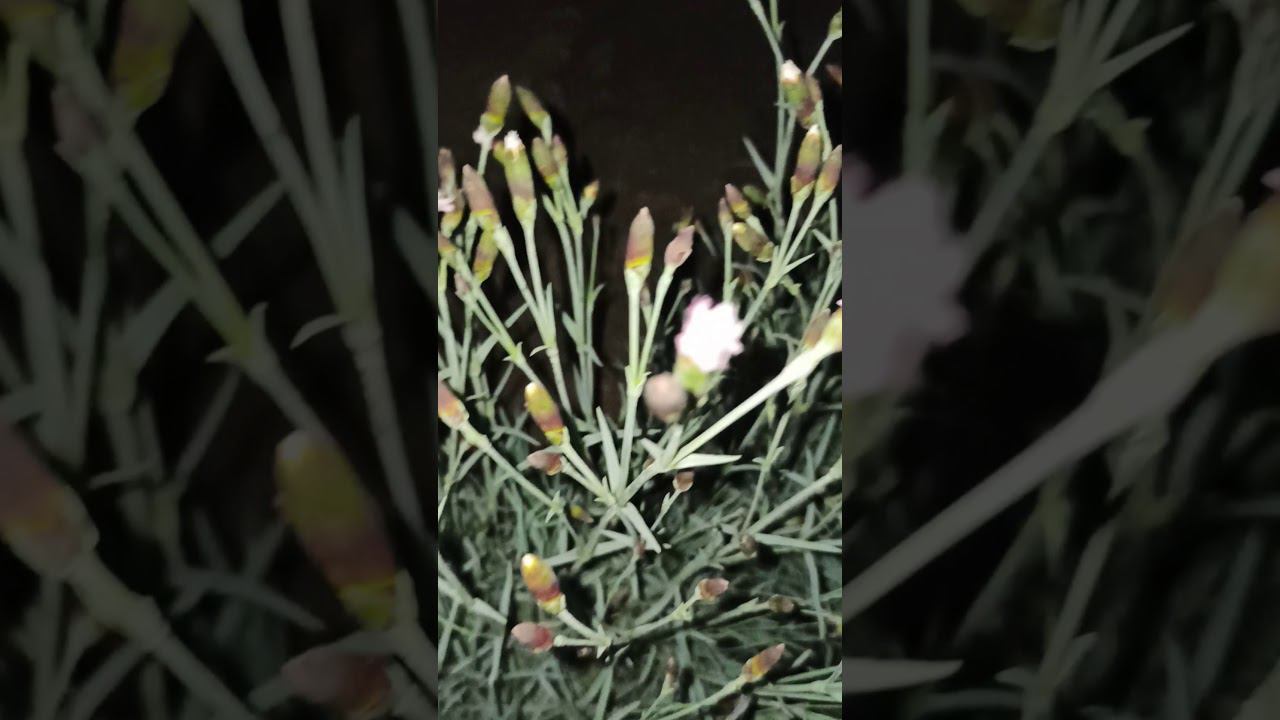 гвоздика @rose_bushes161 смотреть онлайн