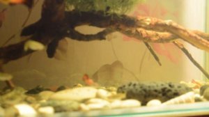 Гуппи. СОВМЕСТИМОСТЬ С ДРУГИМИ РЫБАМИ