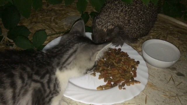 ВОТ ЧЕМ ЗАНИМАЕТСЯ ОЛЯ ПО НОЧАМ. смотреть онлайн