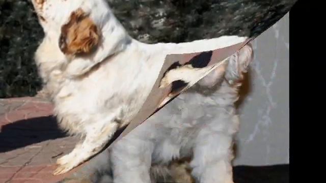 разные породы www.dogs585.my1.ru.wmv смотреть онлайн