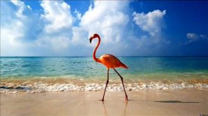 розовый фламинго