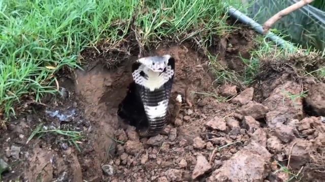 Вот Как Выбирают КОБРУ на Змеиное Шоу... смотреть онлайн