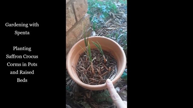 How To Plant Saffron At Home | Cultivating Herbs And Spices With Spenta | The Most Expensive Spice