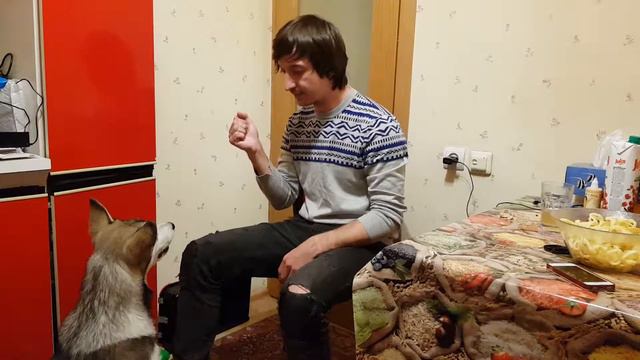 Дрессировка собаки! Команда "голос" и "дай лапу" смотреть онлайн