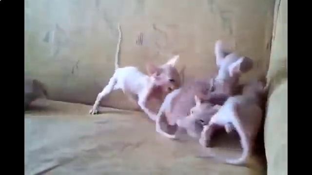 бездомные котята видео смотреть онлайн