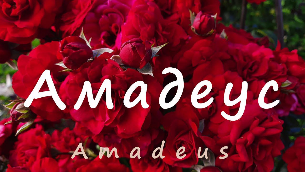 Роза Амадеус(Amadeus). Потрясающе красивое и длительное цветение! Северо-Западный регион.