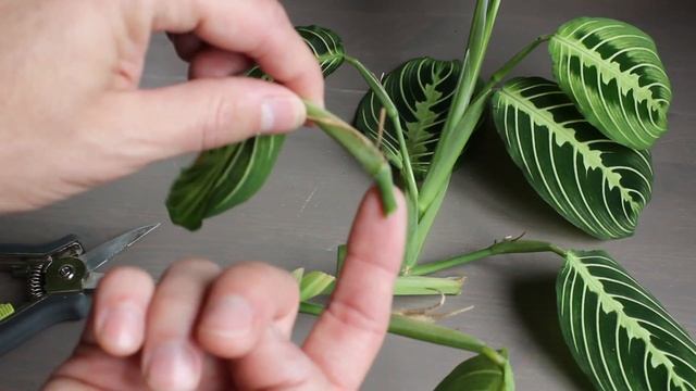 Prayer Plant | Lemon Lime Maranta Care And Propagation