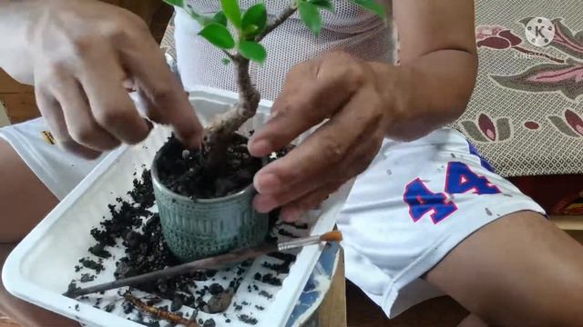 [bonsai diary] #22 Ficus Mini Bonsai смотреть онлайн