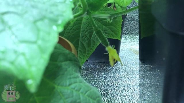 31. Зимний огород без фитоламп. Полный обзор. смотреть онлайн