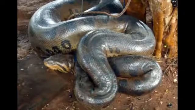 Anaconda vs Python Giant Anaconda | Giant Python Part 2 смотреть онлайн