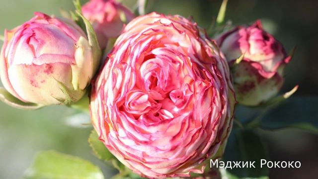 Краткий обзор розы Мэджик Рококо (Спрей) - Magic Rokoko (Tantau 2016) смотреть онлайн