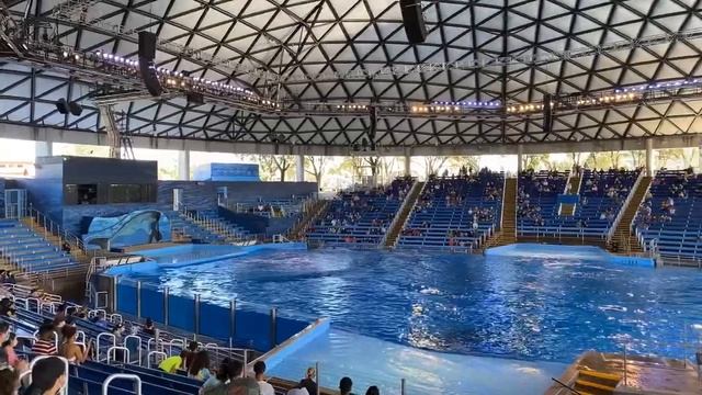 Косатки Прыгают Высоко! Выступление Косаток. SeaWorld San Antonio. Shamu Show.