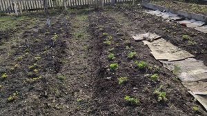 Весенняя обработка бордоской смесью клубники, малины и смородины.