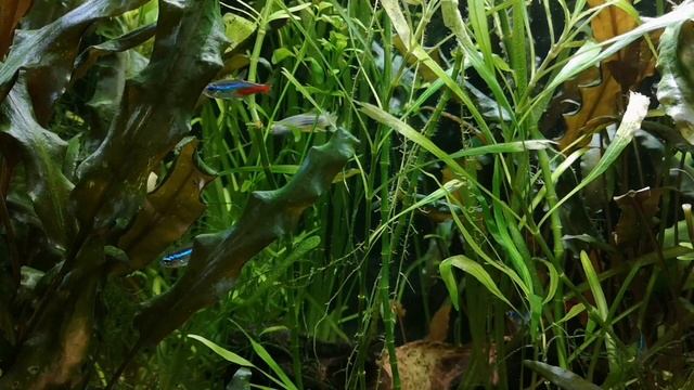 РИЧЧИЯ. СОДЕРЖАНИЕ В АКВАРИУМЕ. смотреть онлайн