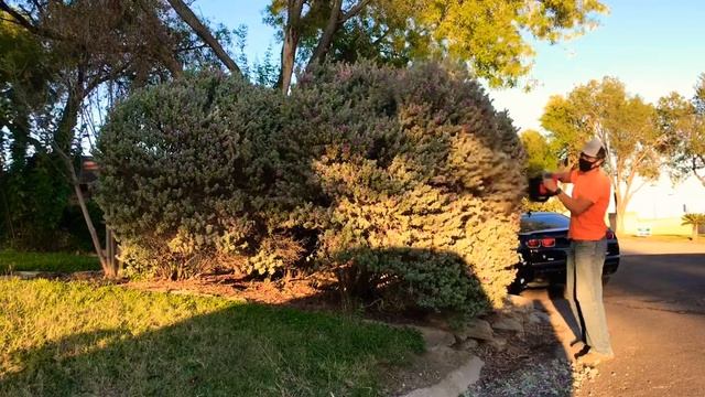 TRYING OUT THE NEWLY SHARPENED ELECTRIC ⚡️ HEDGE TRIMMER смотреть онлайн
