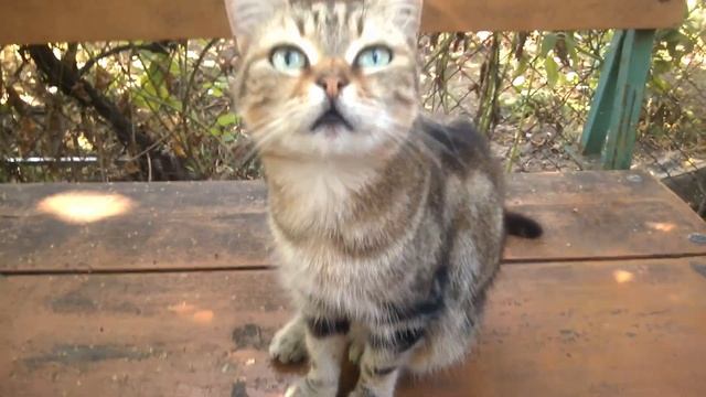 Копченая Груша Рецепт приготовления. смотреть онлайн