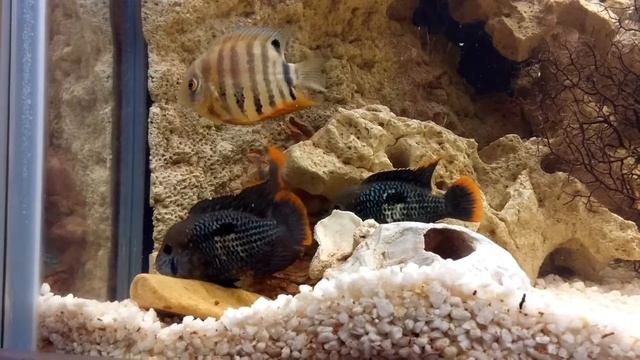 Брачные бои бирюзовой акары смотреть онлайн