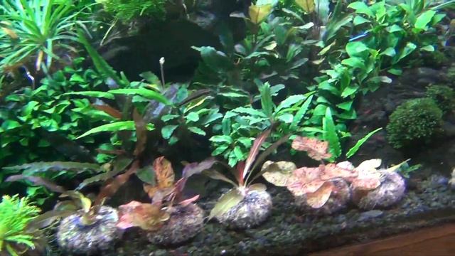Аквариумные растения. Прополка,пересадка. Рутина! смотреть онлайн